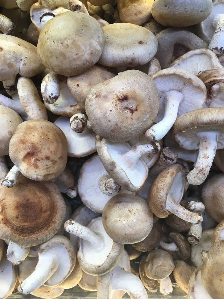 Shitake mushrooms.