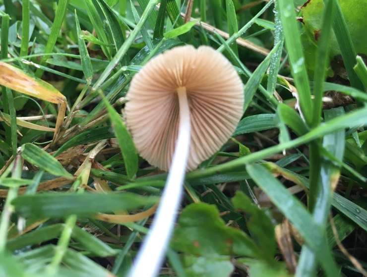Conocybe earwormus Common name: Play Something Else!