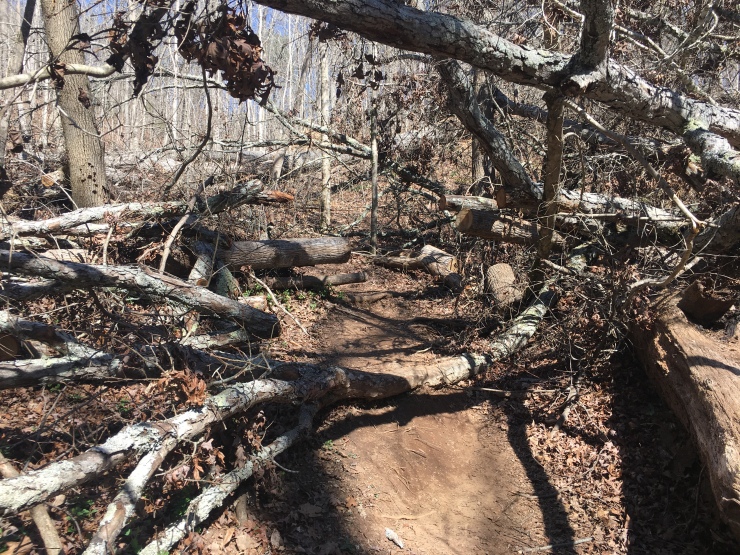 Trees blocking path.