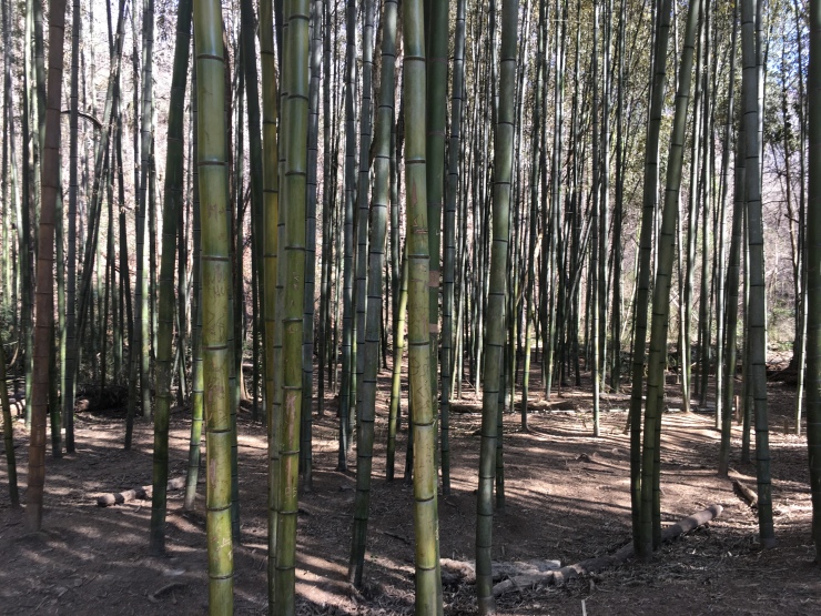 Thick bamboo forest.