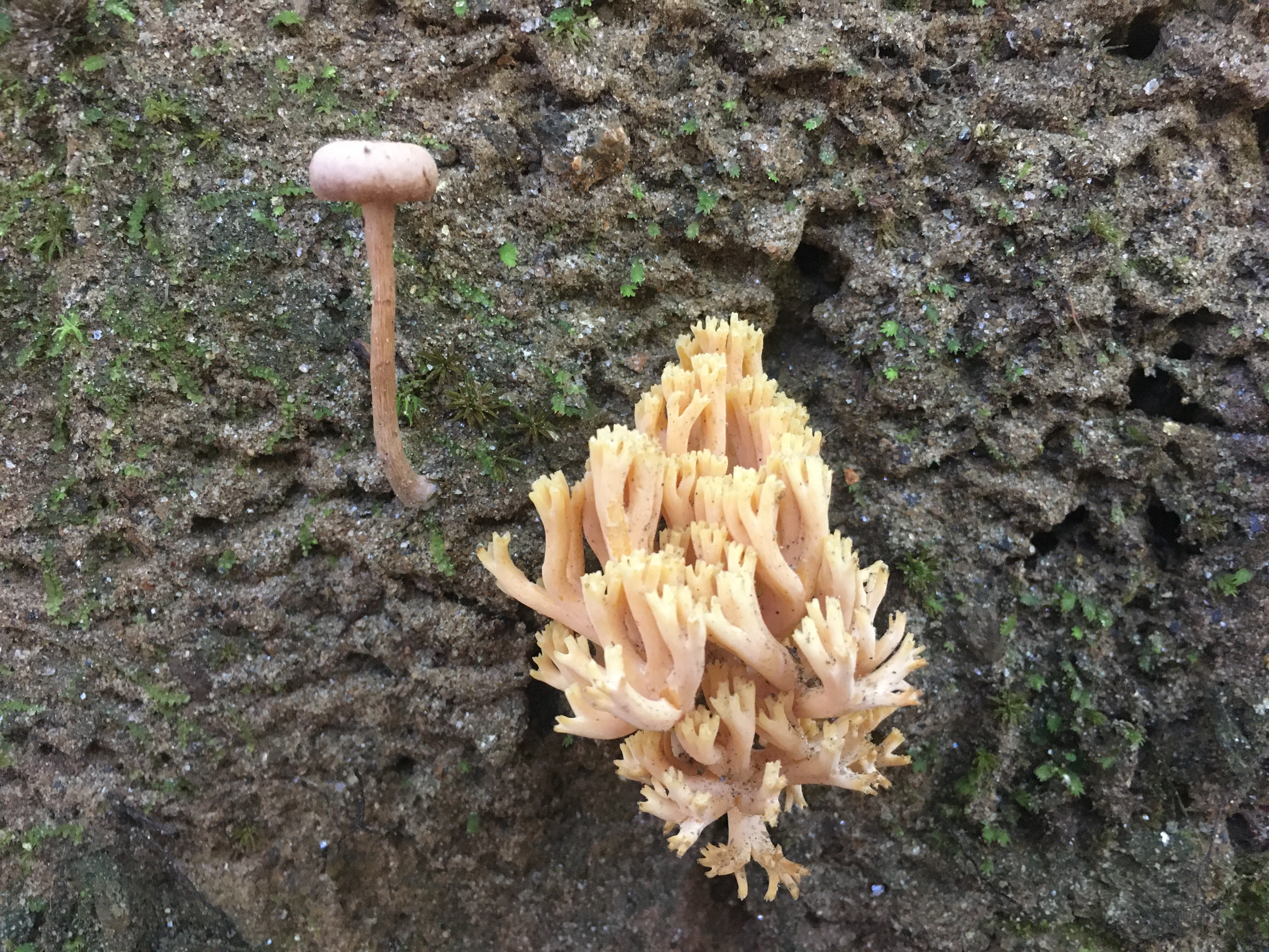 A cluster of mushrooms next to a regular mushroom.