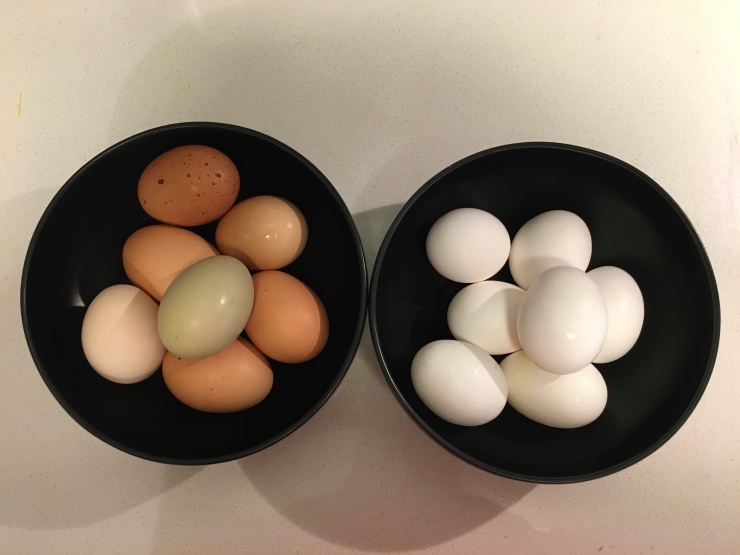 Multi colored eggs next to white eggs